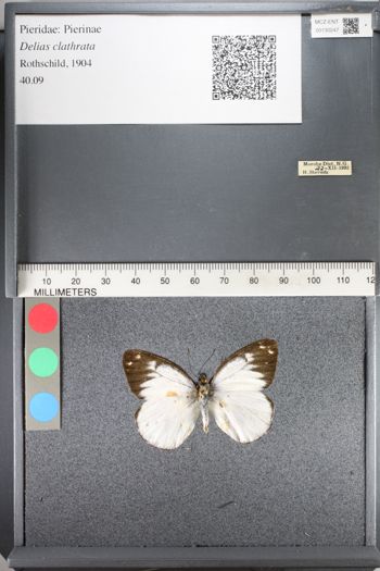 Media type: image;   Entomology 130247
